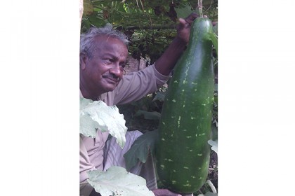 নিত্যানন্দ সাহার বিষমুক্ত লাউ চাষ