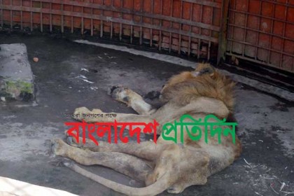 কুমিল্লা চিড়িয়াখানার সেই 'যুবরাজ' আর নেই