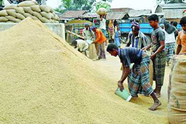 নাটোরে আমন চাল সংগ্রহ শুরু

