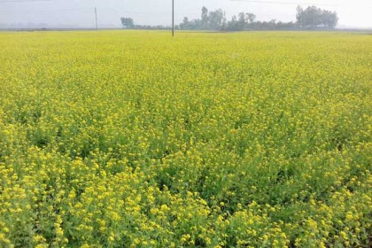 চলন বিলে হলুদের সমারোহ

