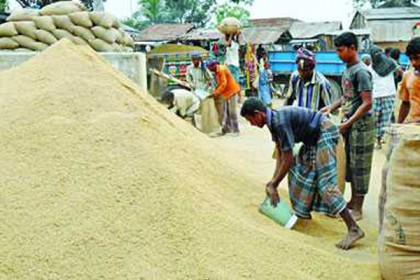 নাটোরে আমন চাল সংগ্রহ শুরু


