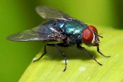 মাছি কত ধরনের রোগ জীবাণু বহন করে?