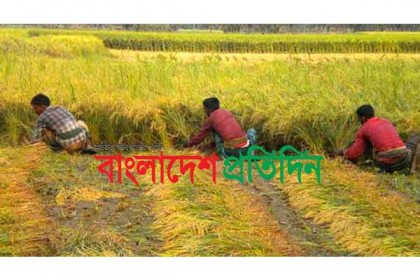 পার্বতীপুরে বাড়ছে 'সুগন্ধি' ধানের চাষ 