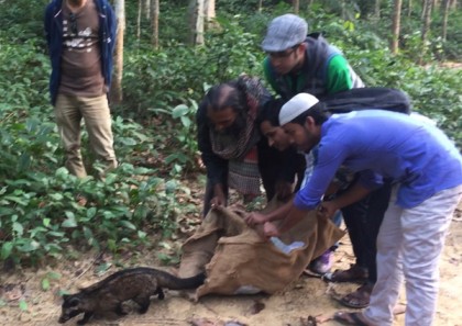 ফাঁদে আটকা গন্ধগোকুল ইকোপার্কে অবমুক্ত