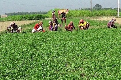 চাঁপাইনবাবগঞ্জে কদর বেড়েছে ধনিয়া পাতার