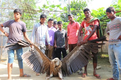বীরগঞ্জে বিরল প্রজাতির দুইটি শকুন উদ্ধার