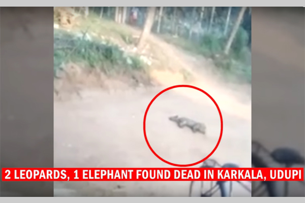 ঘাস খেয়ে ভারতে দুই চিতাবাঘের মৃত্যু, ভিডিও ভাইরাল