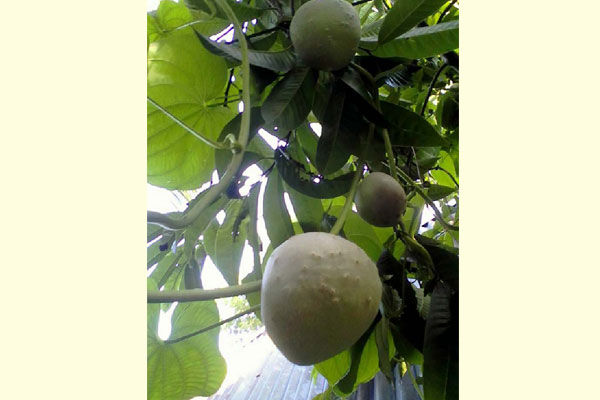 লতায় লতায় মোম আলু