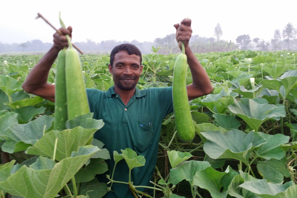 নাটোরে লাউ চাষে ভাগ্য বদল