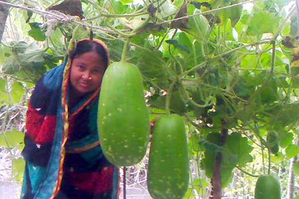 এক গাছেই দুই শতাধিক লাউ!