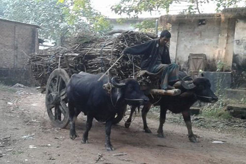 নাটোরে হাল লাগানো গাড়ি চলাচল করায় ক্ষতগ্রিস্ত হচ্ছে পাকা রাস্তা