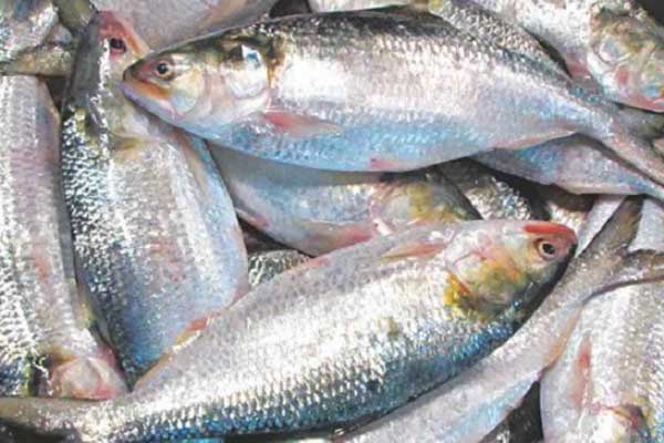 ক্রেতারা সাবধান, ইলিশে বিষ