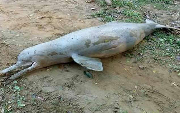 চট্টগ্রামের হালদায় মৃত ডলফিন উদ্ধার