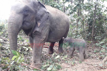 দ্বিতীয়বারের মতো বাবা 'হলেন' সেল বাহাদুর