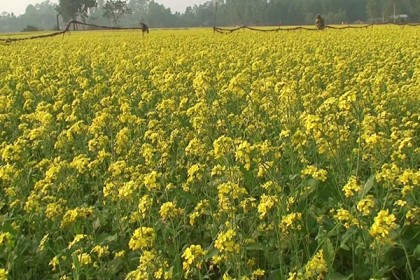 হলুদে হলুদাভ চলনবিল