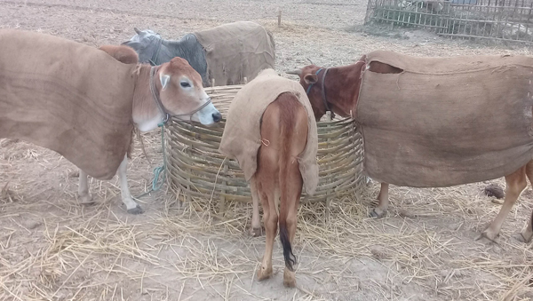 উত্তরের হিমশীতল বাতাসে কাঁপছে গবাদিপশু