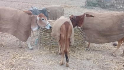 উত্তরের হিমশীতল বাতাসে কাঁপছে গবাদিপশু