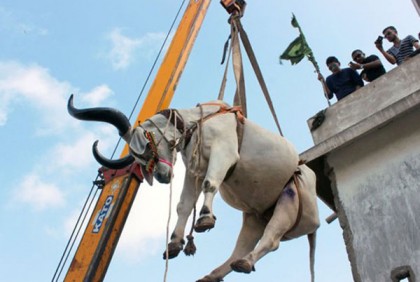 যুদ্ধবিমান নয়, পাকিস্তানের আকাশে উড়ল গরু! 