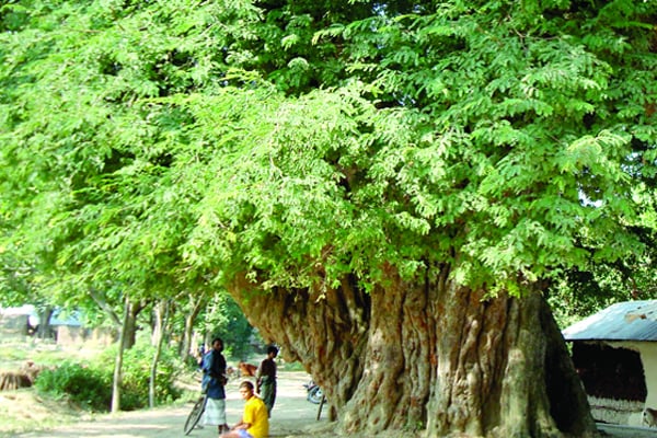 ৫০০ বছরের তেঁতুল গাছ