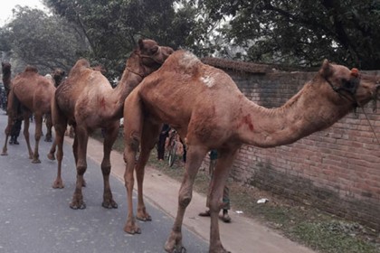 চাঁপাইনবাবগঞ্জে সীমান্ত থেকে ৯ উট আটক