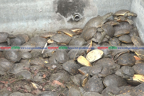 খুলনায় ৪৯৪টি সুন্ধি কচ্ছপসহ আটক ৩