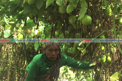 লক্ষ্মীপুরে টমেটো আবাদে ঝুঁকছেন চাষিরা