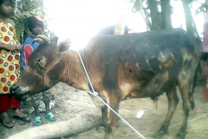 কলাপাড়ায় অগ্নিকাণ্ডে গরুর মৃত্যু

