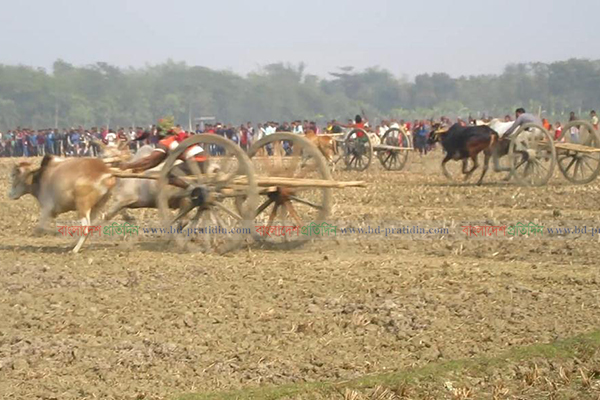 ঐতিহ্যবাহী গরুর গাড়ির দৌড় প্রতিযোগিতায় মানুষের ঢল