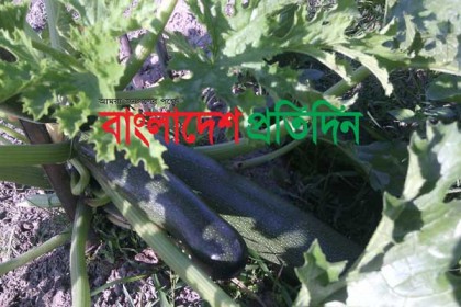 দিনাজপুরে বিদেশি সবজি চাষে ভাগ্য বদল ইদ্রিস আলীর
