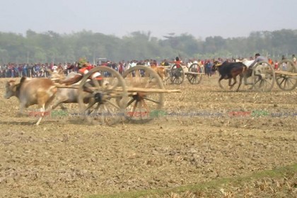 ঐতিহ্যবাহী গরুর গাড়ির দৌড় প্রতিযোগিতায় মানুষের ঢল