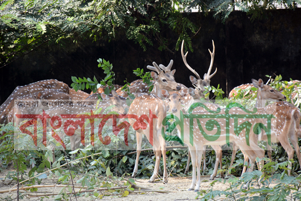 রামসাগর উদ্যানে খাবারের অভাবে জীবন সংকটে ৪৮টি চিত্রা হরিণ