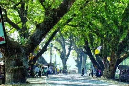 যশোর রোডের ভারতীয় অংশে গাছ টিকছে আদালতের রায়ে