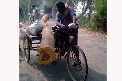 আওয়ামী লীগ নেতার বিরুদ্ধে নাটোরে বন বিভাগের গাছ কাটার অভিযোগ

