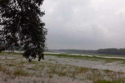 ঐতিহাসিক আশুড়ার বিলে বোরো ধান চাষ 
