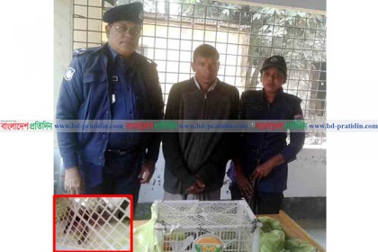 শরণখোলায় ২ তক্ষকসহ এক পাচারকারী আটক