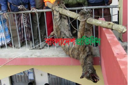 
মোরেলগঞ্জে বাঘকে পিটিয়ে হত্যা, আহত ৪