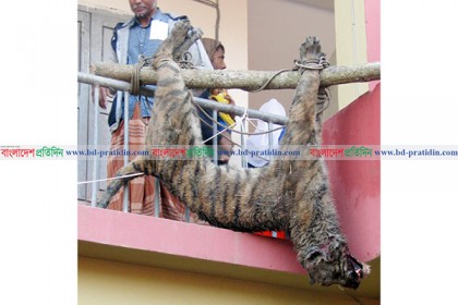 মোরেলগঞ্জে লোকালয়ে আরো এক বাঘের সন্ধান, এলাকায় আতঙ্ক