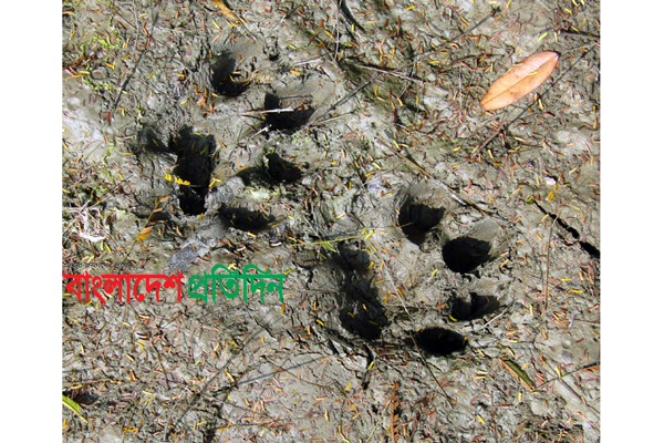 লোকালয়ে বাঘের পায়ের ছাপ, আতঙ্কে গ্রামবাসী
