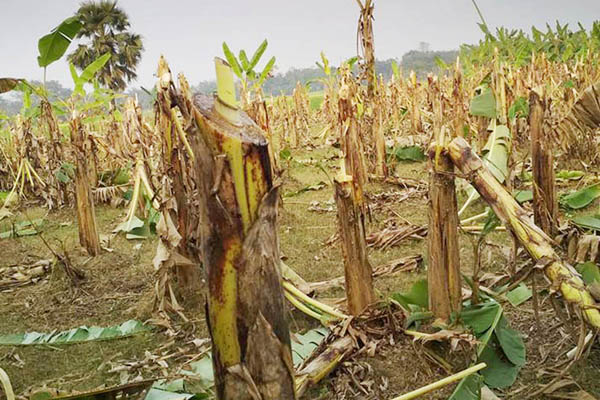 ফরিদপুরে দুই হাজার কলা গাছ কেটে ফেলল দুবৃর্ত্তরা

