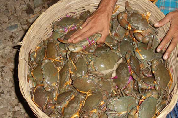 সুন্দরবনে ৫০ মণ কাঁকড়া জব্দ, ৪১ জেলের জরিমানা