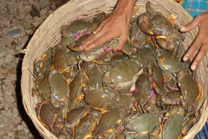 সুন্দরবনে ৫০ মণ কাঁকড়া জব্দ, ৪১ জেলের জরিমানা