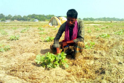 কলাপাড়ায় কমে গেছে তরমুজ চাষের জমি

