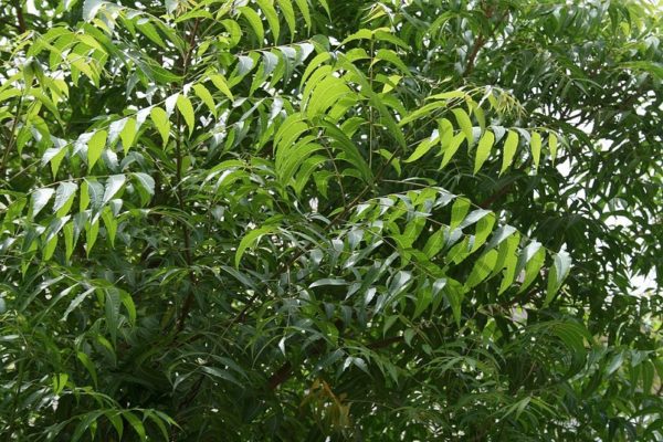 নিমগাছের ঔষধি গুণ