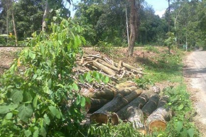 অতি সংগোপনে রেলের কোটি টাকার অর্ধশত গাছ সাবাড়