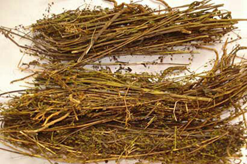 রোগ-প্রতিরোধ ক্ষমতা বাড়ায় চিরতা