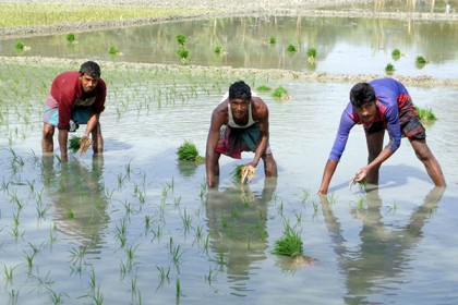 বোরো আবাদে ঝুঁকছে উপকূলীয় কৃষক 