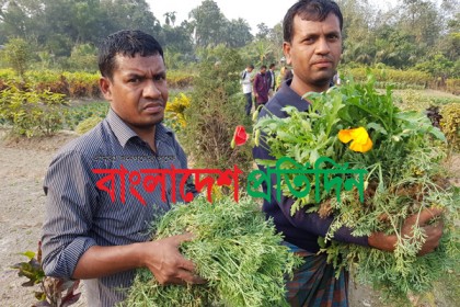 বগুড়ায় ৩ শতাধিক পপি ফুলের চারা উদ্ধার