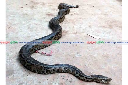 শরণখোলায় উদ্ধার হওয়া অজগর সুন্দরবনে অবমুক্ত