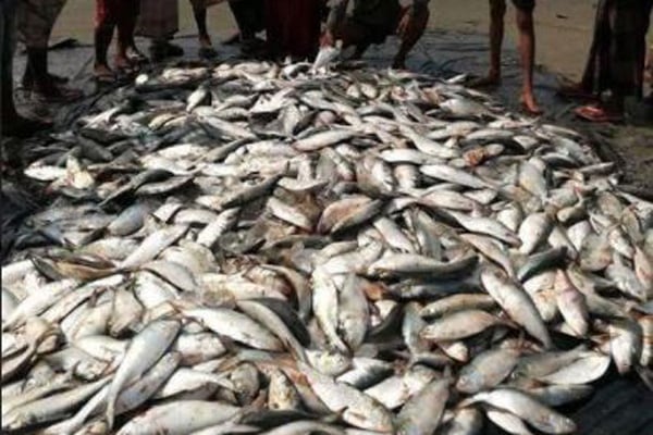 টেকনাফে জেলেদের জালে ঝাঁকে ঝাঁকে ইলিশ

