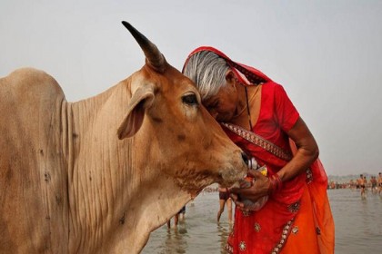 ভারতে চালু হচ্ছে গরুর পরিচয়পত্র 'পশু সঞ্জীবনী'